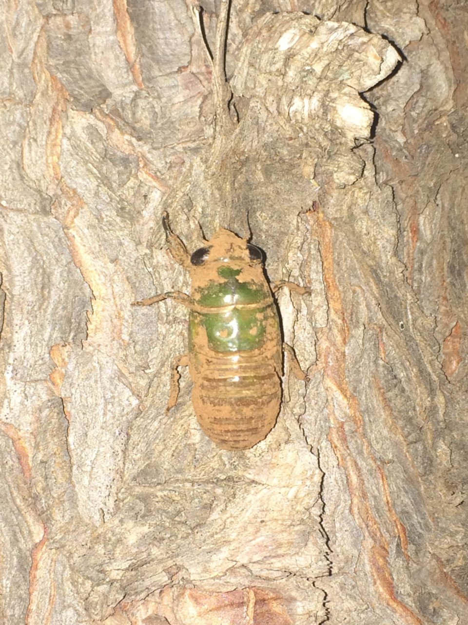 Neotibicen superbus nymph