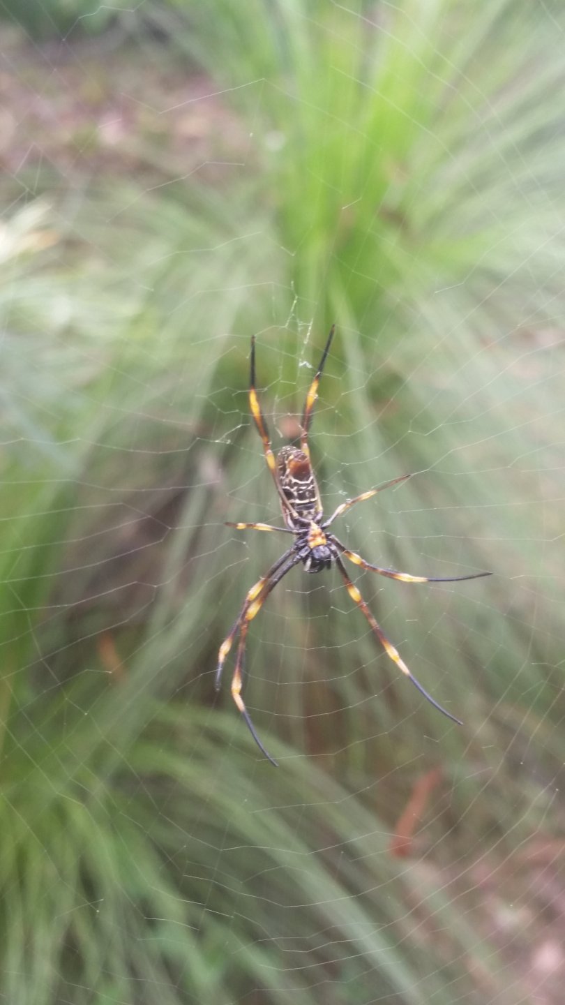 Nephila Edulis juvenile female