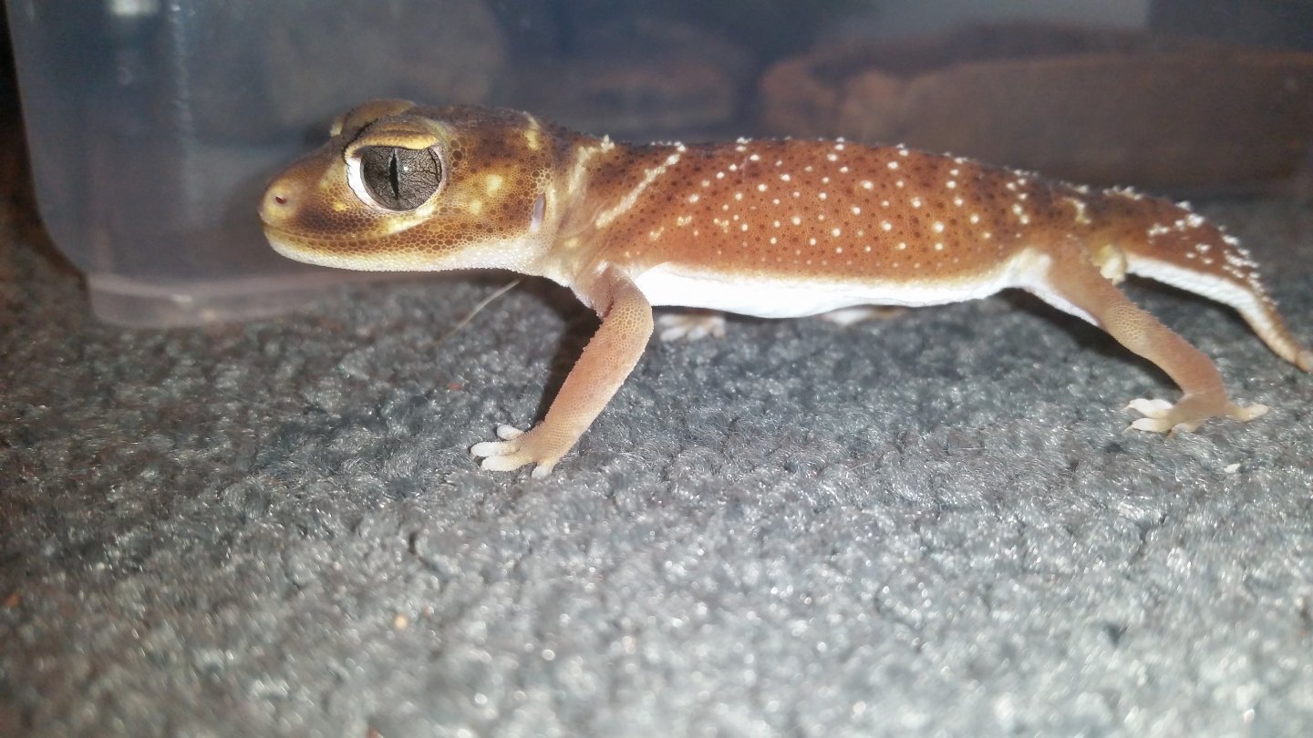 Nephrurus Levis Levis - smooth Knob Tailed gecko