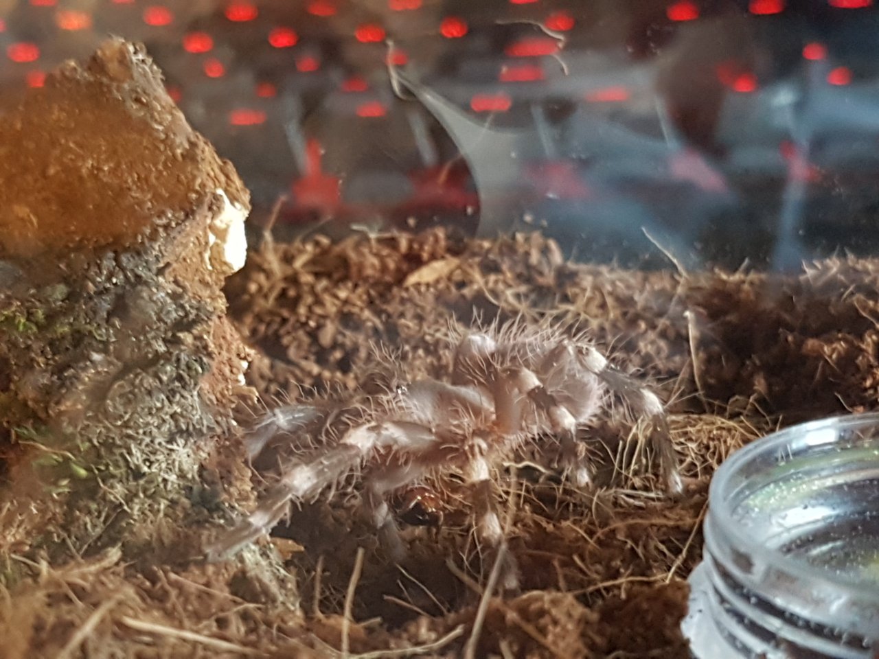 New addition, A. Geniculata