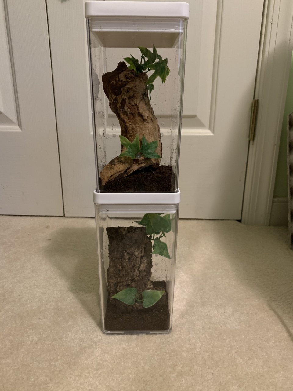 New Arboreal Setups