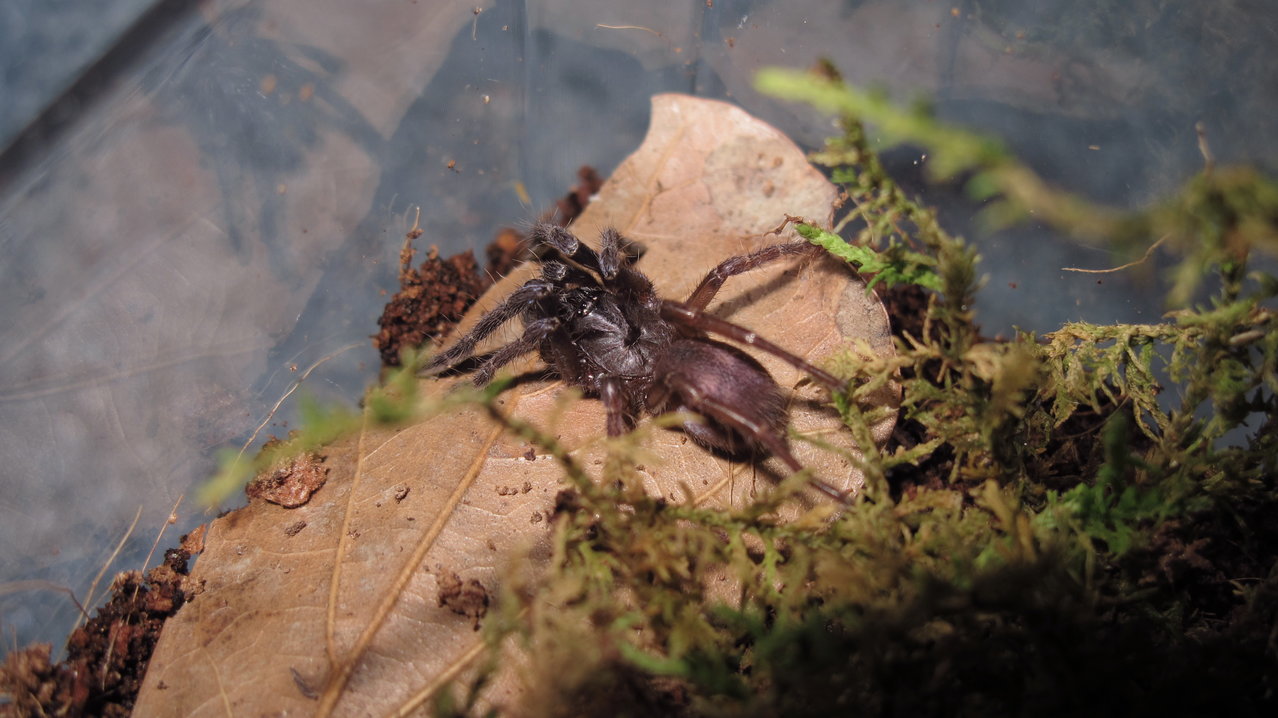 New arrival. Thrigmopoeus psychedelicus