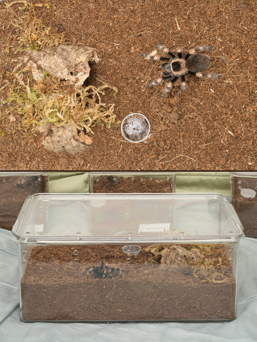 new enclosure for growing B. smithi