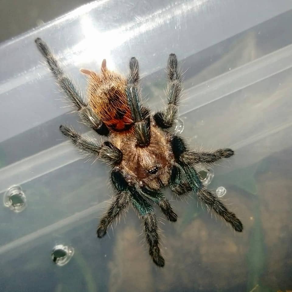 New GBB!