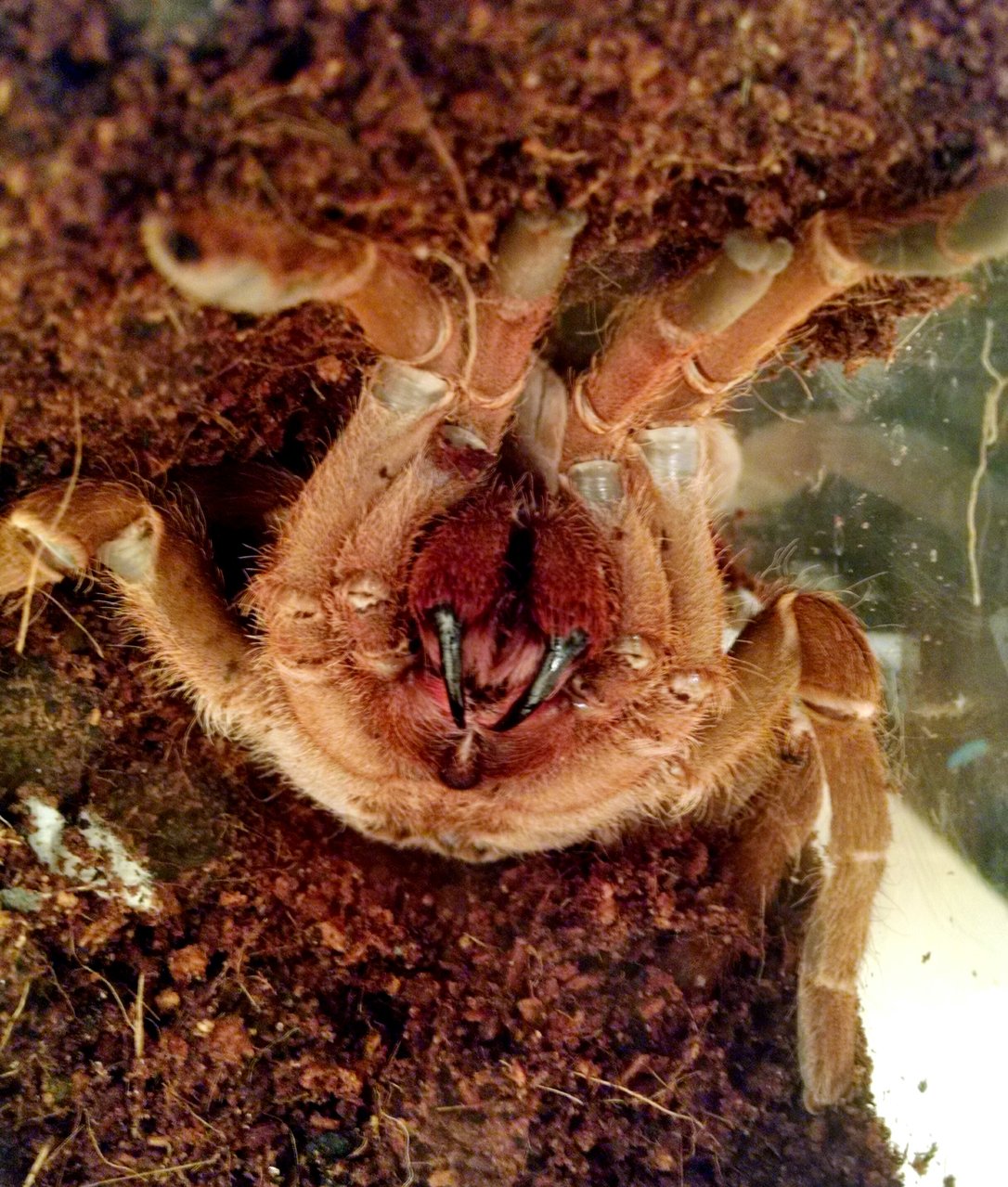 New P. muticus