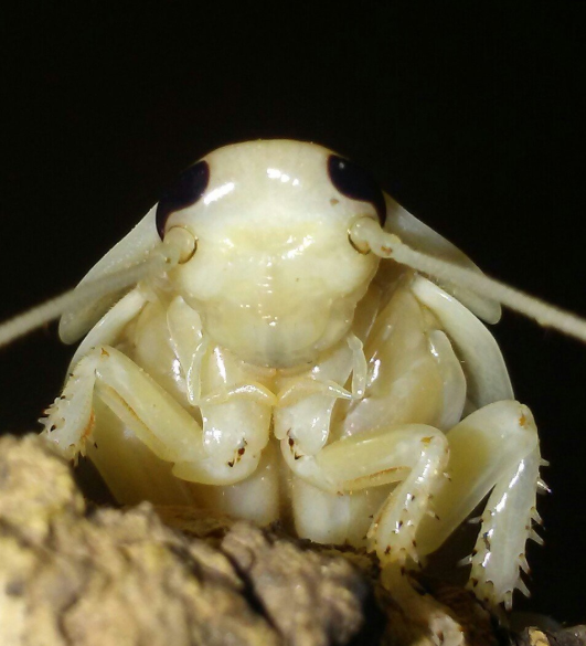 Newly molted hisser