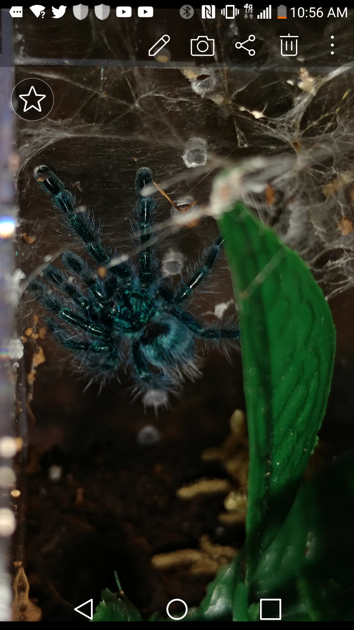 Newly molted Versicolor!
