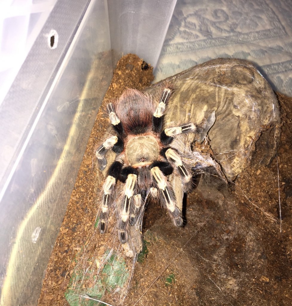 Nhandu chromatus Adult Female