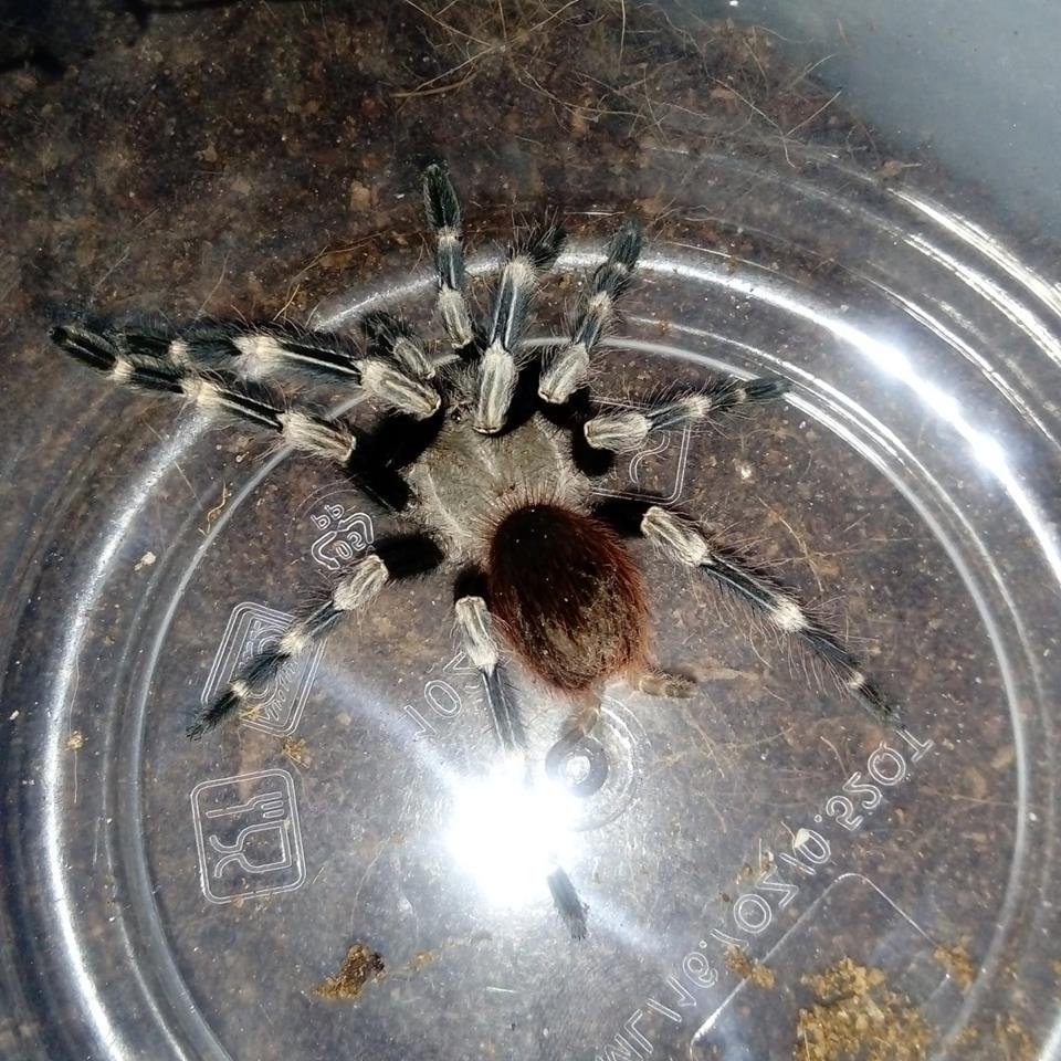 Nhandu Chromatus post-moult