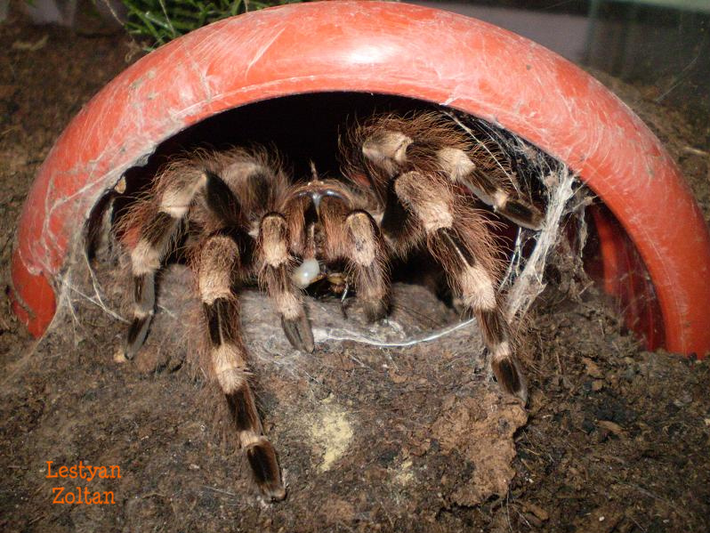 Nhandu coloratovillosus female