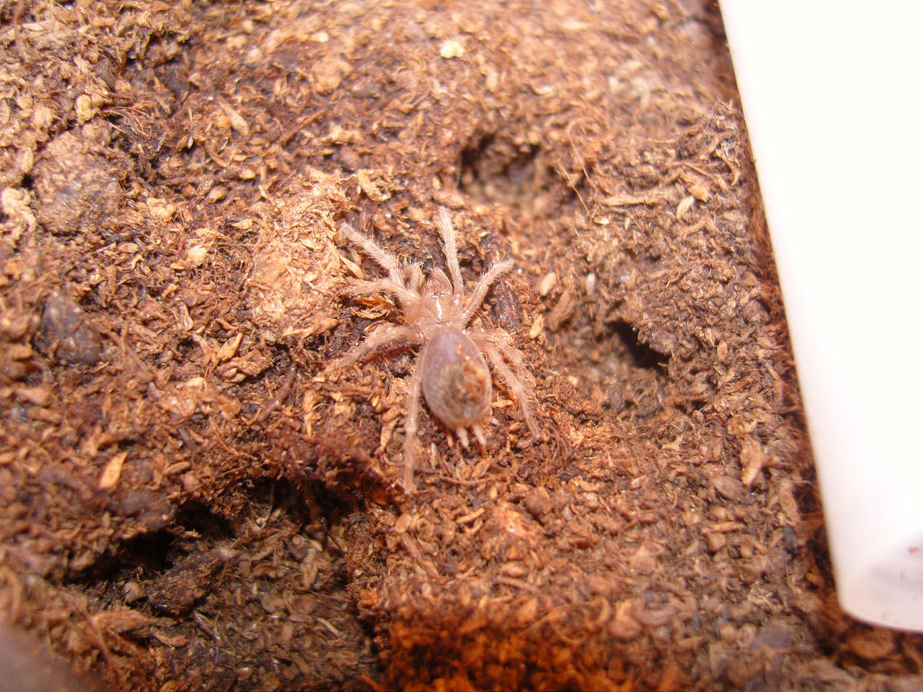 Nhandu coloratovillosus