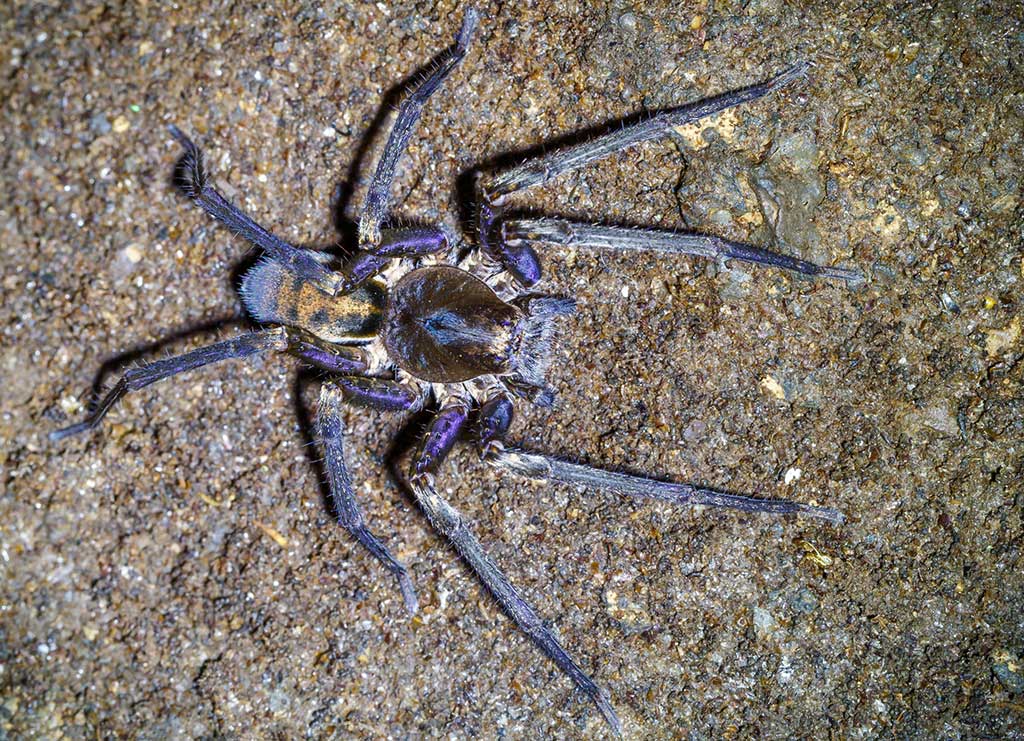 Nicaraguan Spider ID Request