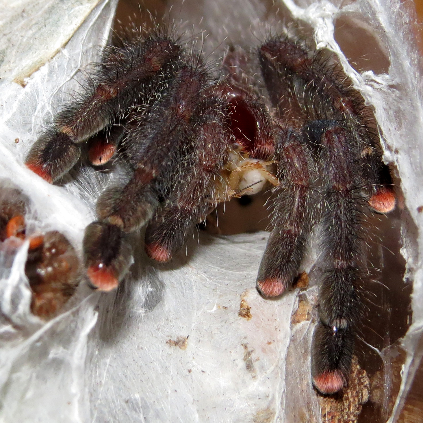 Noms (♀ Avicularia avicularia 2")