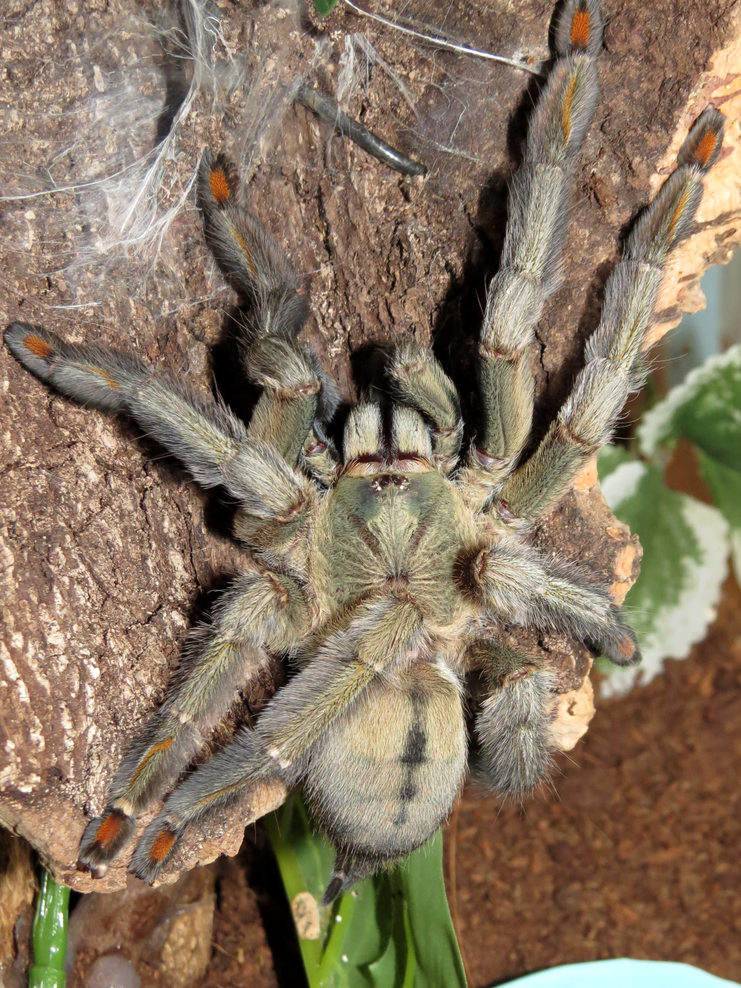 Not Such a Little Squirt Anymore (♀ Psalmopoeus cambridgei 6")