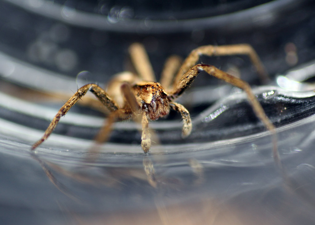 Nursery Web Spider 'Pisaura Mirabilis'