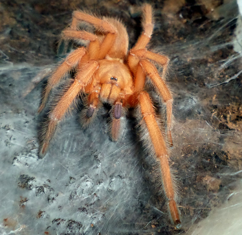 O. philippinus MM