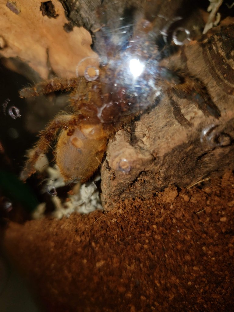 Obt 3 inches.