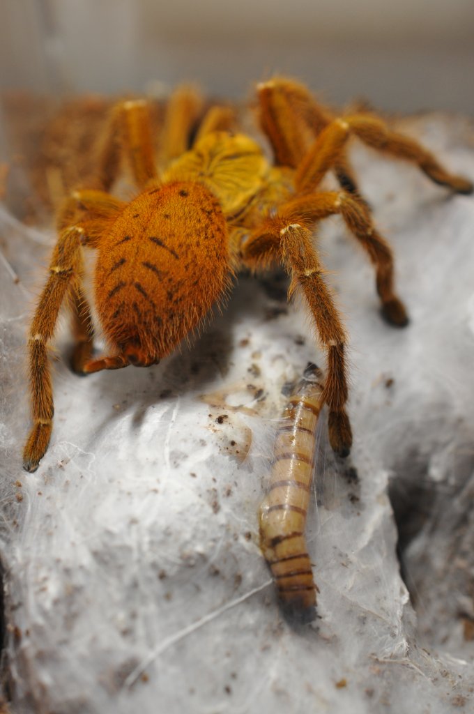 OBT and her kill
