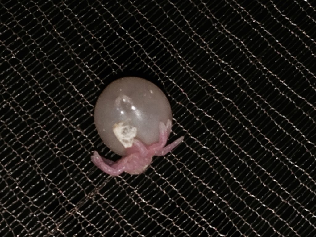 OBT egg w/ legs...what's with the pink