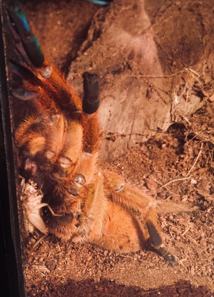 OBT hug