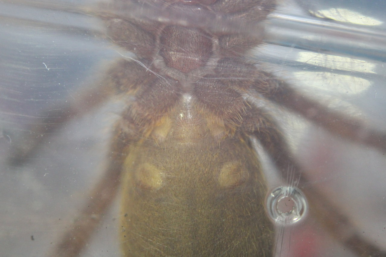 OBT Male or Female?