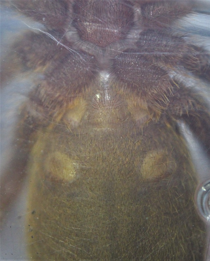 OBT Male or Female?