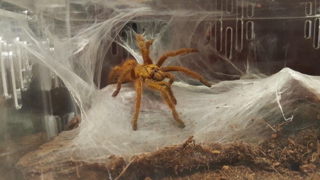 OBT new home, fully web