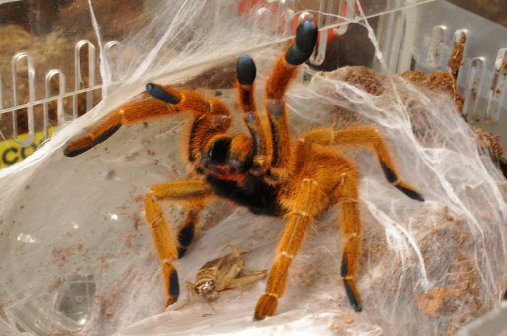 OBT protecting catch