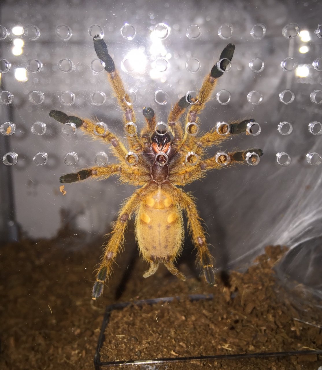 OBT sex?