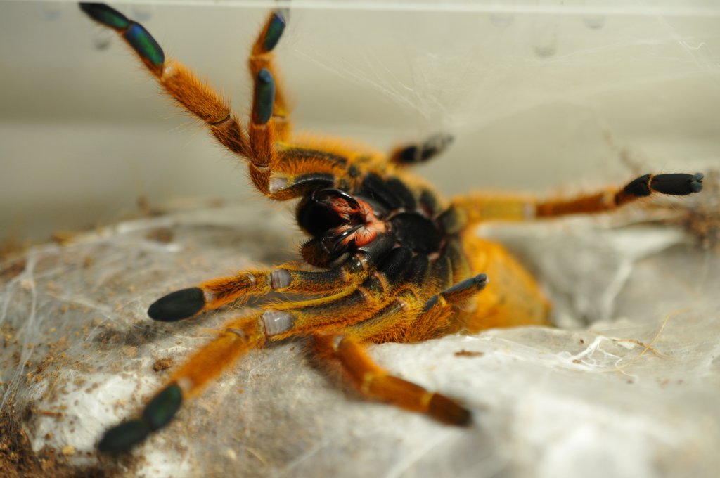 OBT showing anger