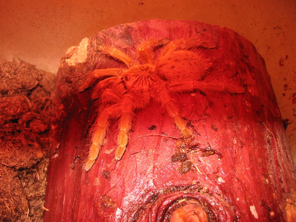 OBT