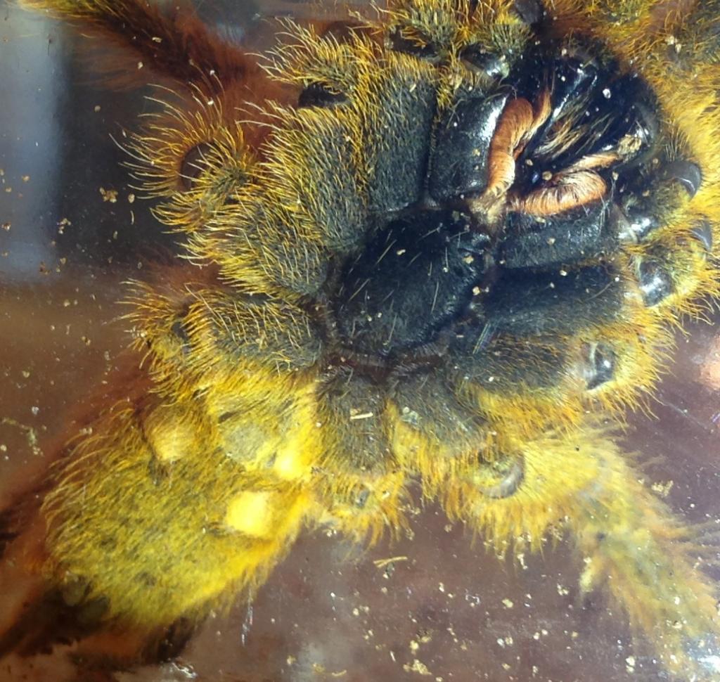 OBT