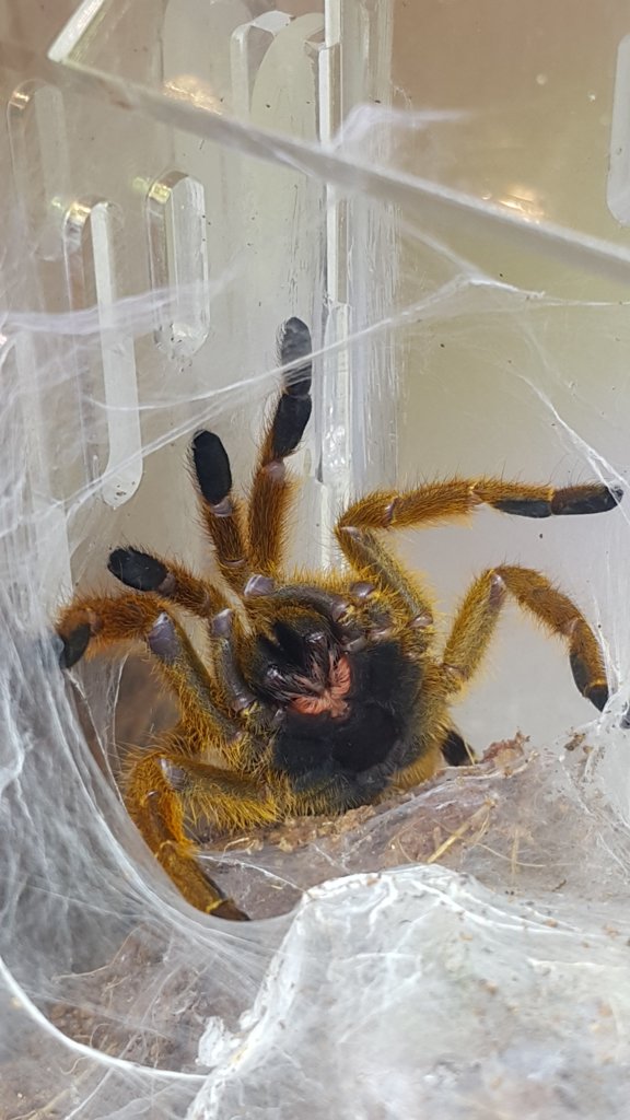 OBT