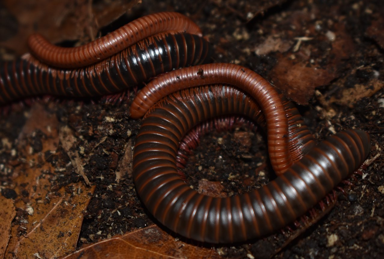 Oh Those Scarlet Millipedes