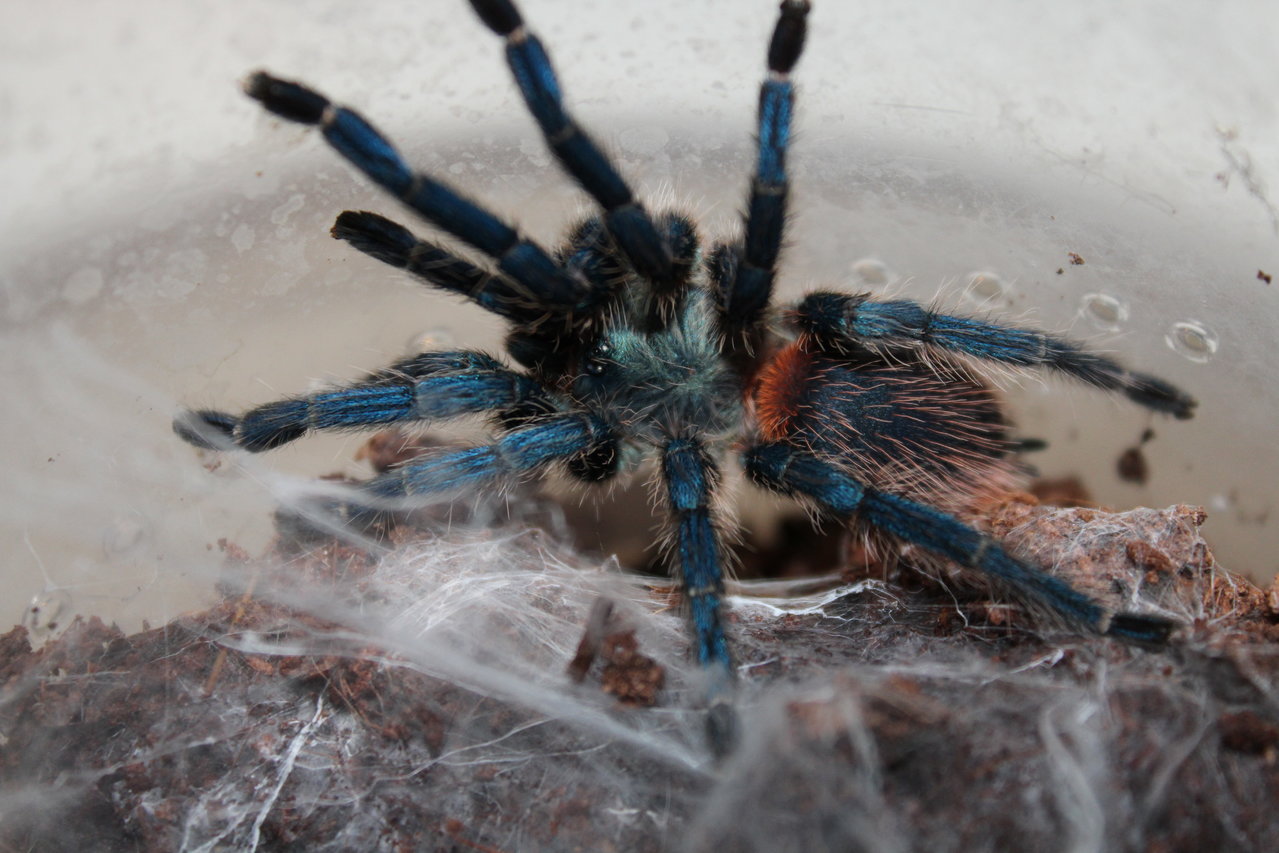 Oligoxystre diamantinensis female