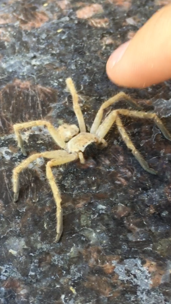 Olios giganteus - Giant Crab Spider