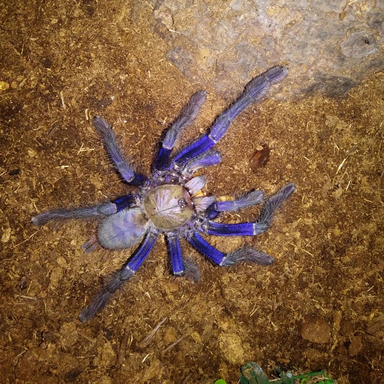 Omothymus violaceopes