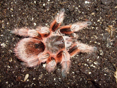 One of my RCF G. rosea - molted 4/20/08