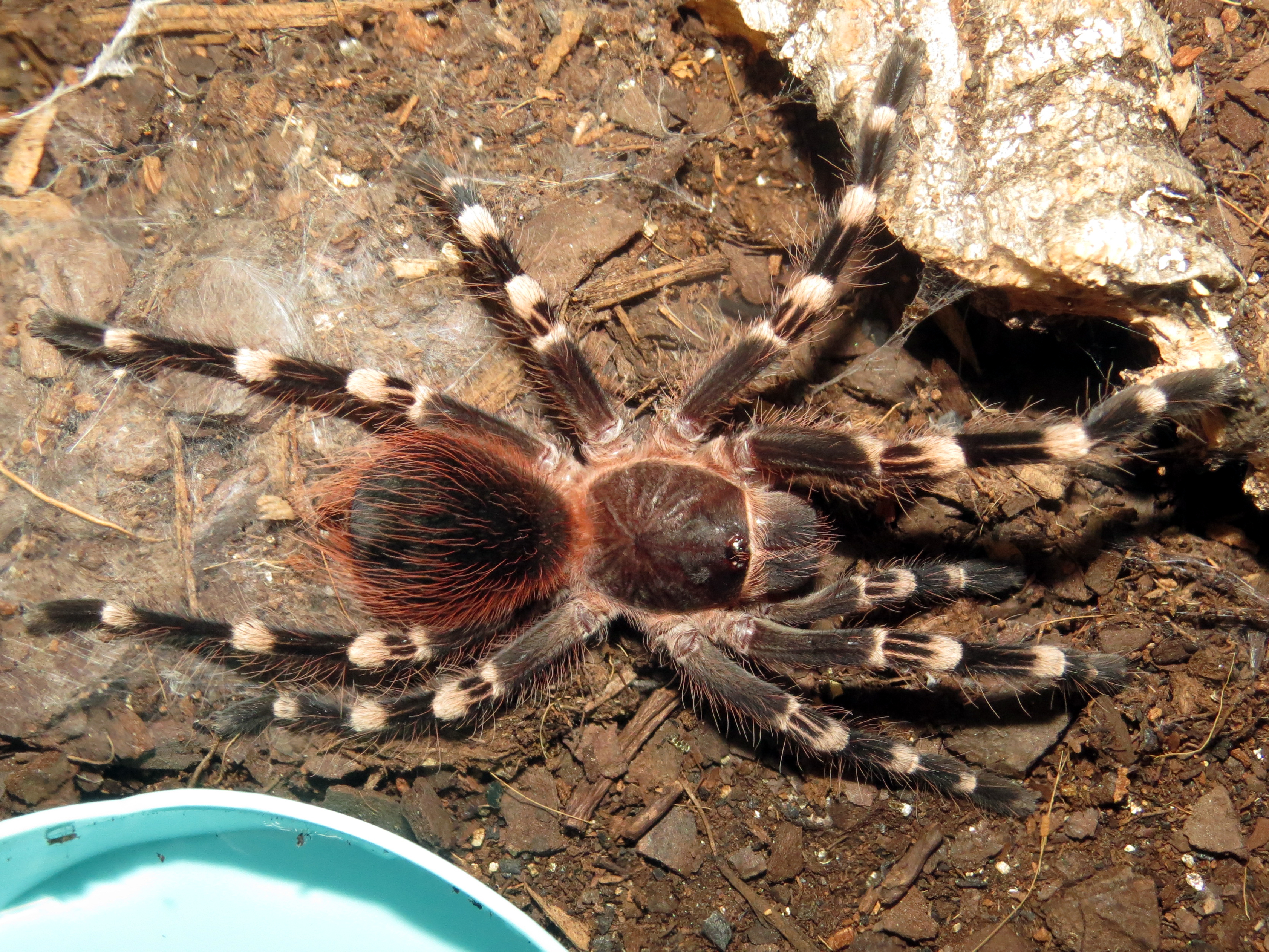 One Stretchy Boi (♂ Acanthoscurria geniculata 3.5")