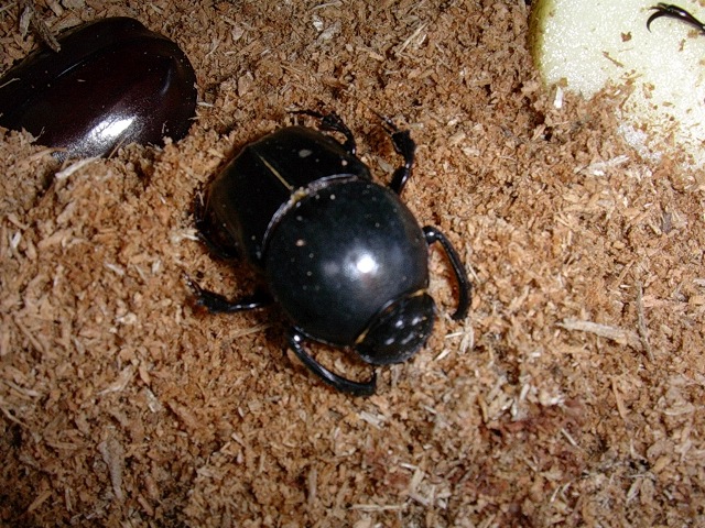 Onitis Sp