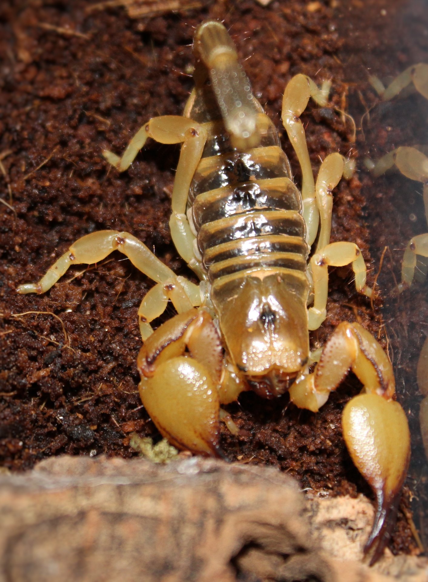 Ophistothalmus walberghi aka Tri-color Scorpion