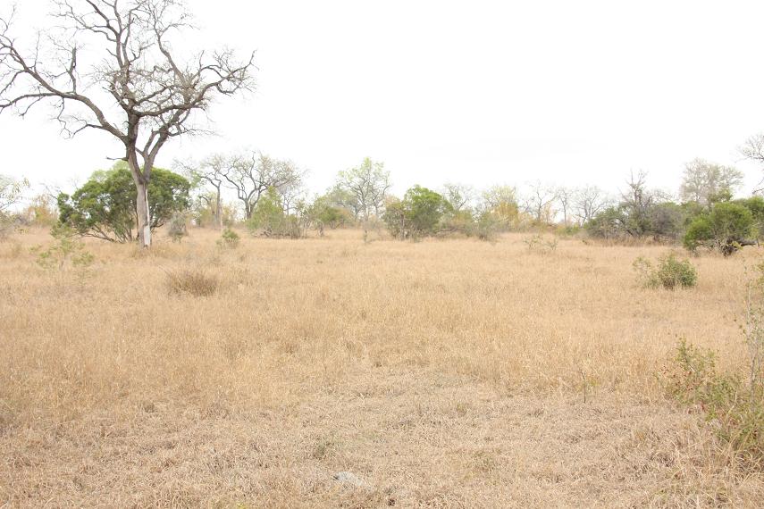 Opistacanthus validus habitat