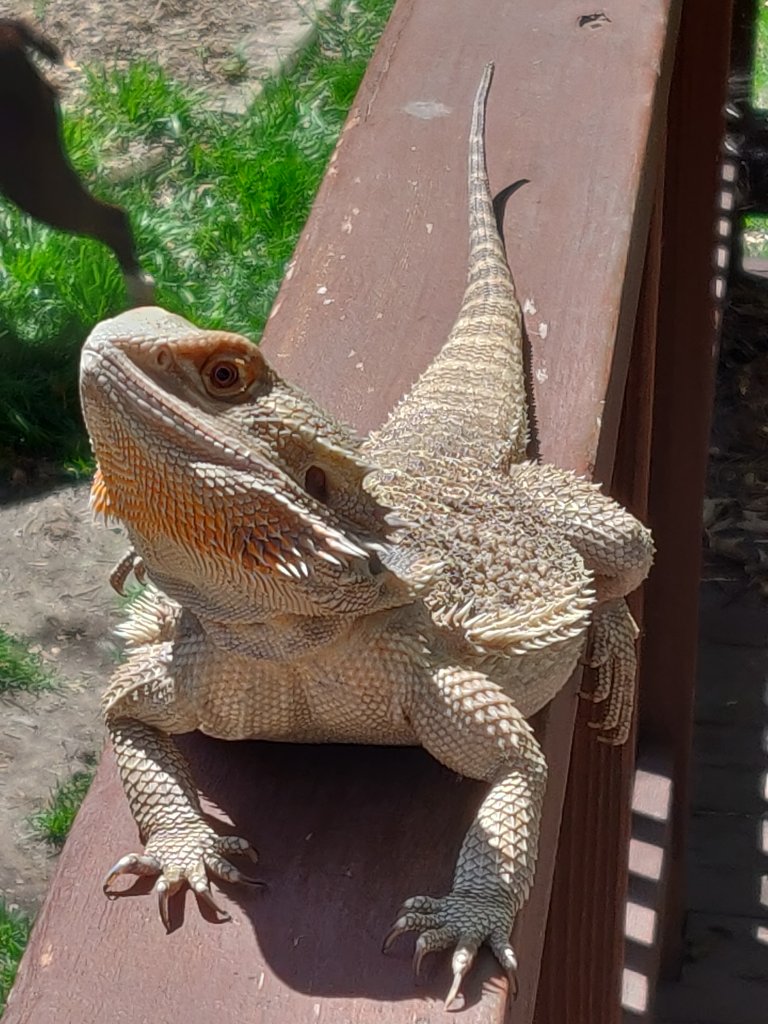 "Ora" Basking Outside