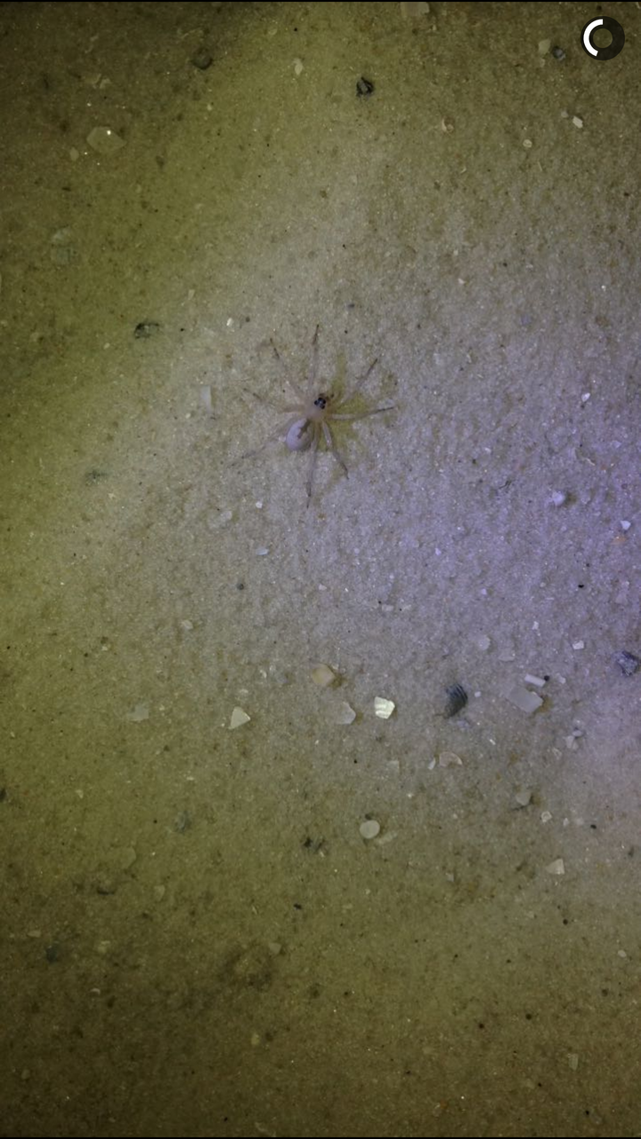 Orange beach florida sand spider