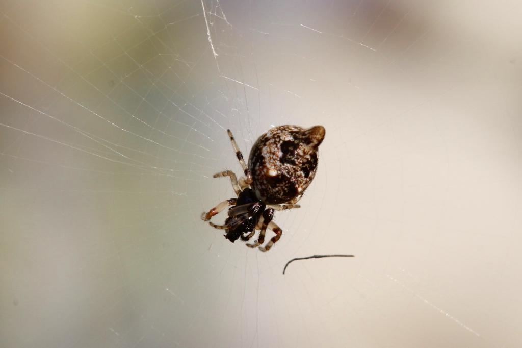 Orb Weaver