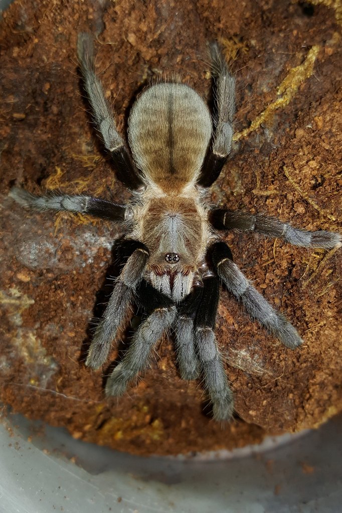 Ornithoctonus aureotibialis (Thailand Golden Fringe)