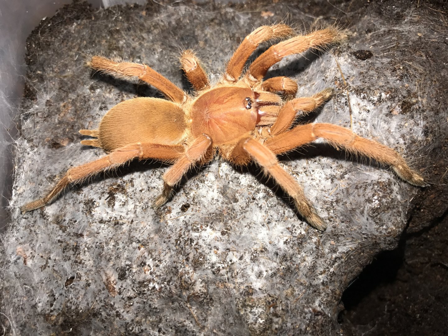 Orphnaecus philippinus