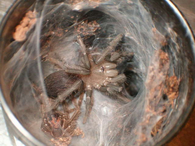 Orphnaecus sp cebuensis