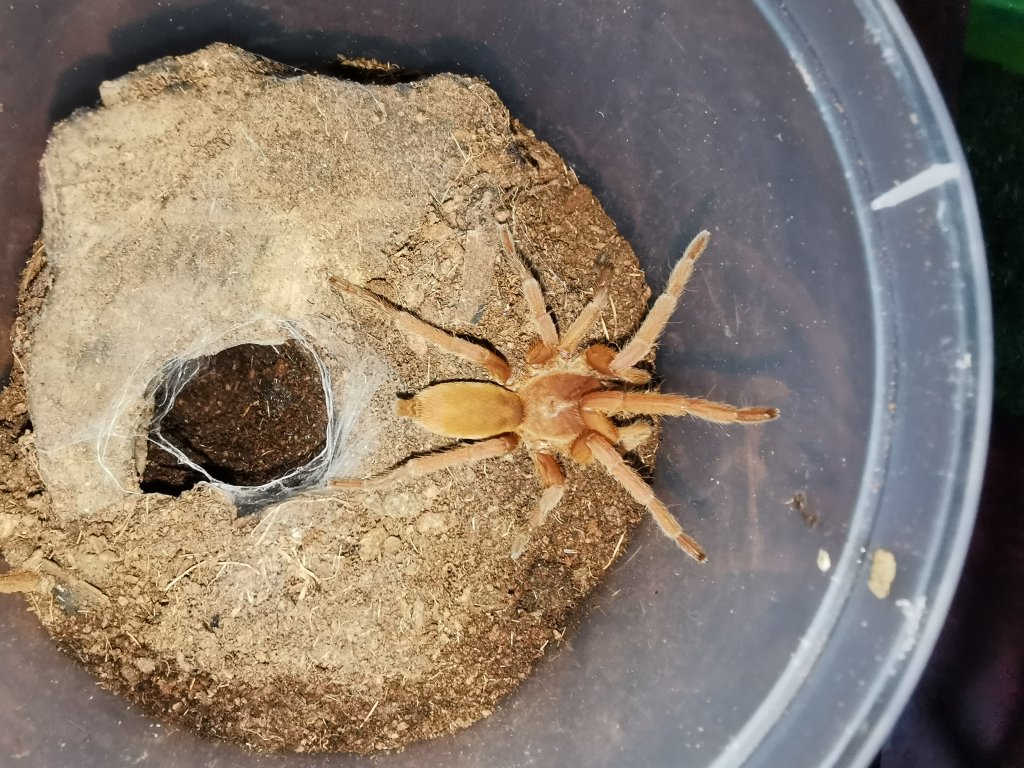 Orphnaecus sp. "Panay orange"