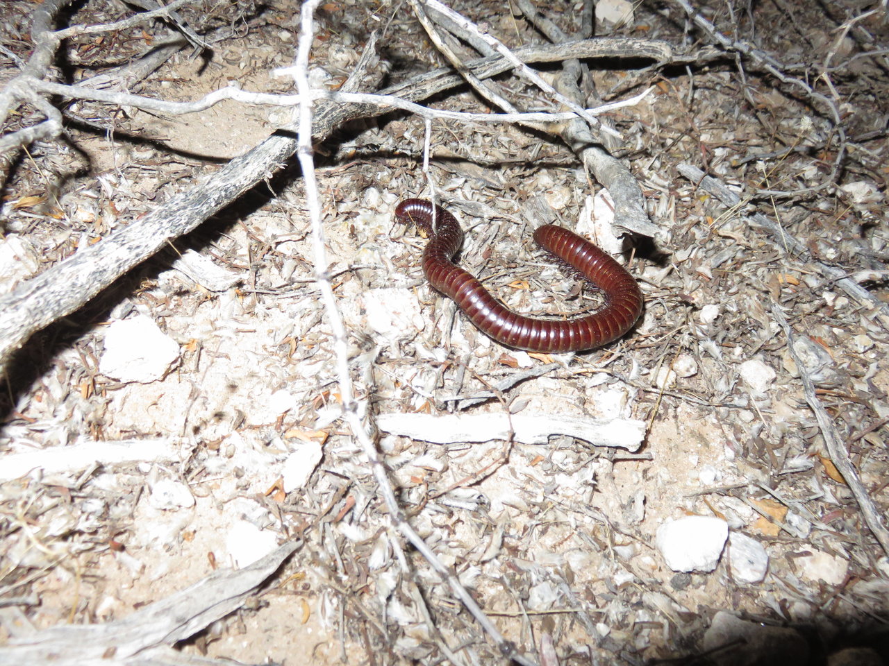 Orthoporus ornatus.